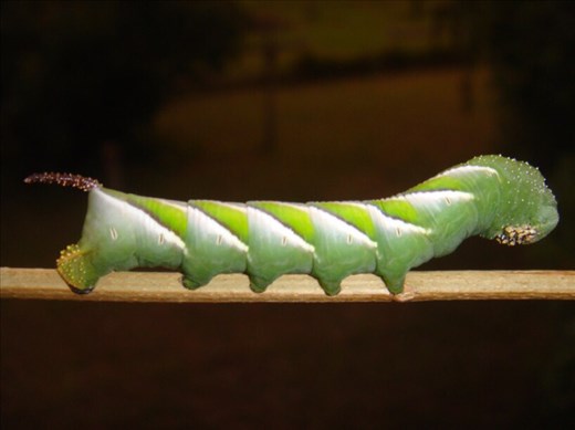 Hawk moth caterpillar, Kimbriki, NSW.