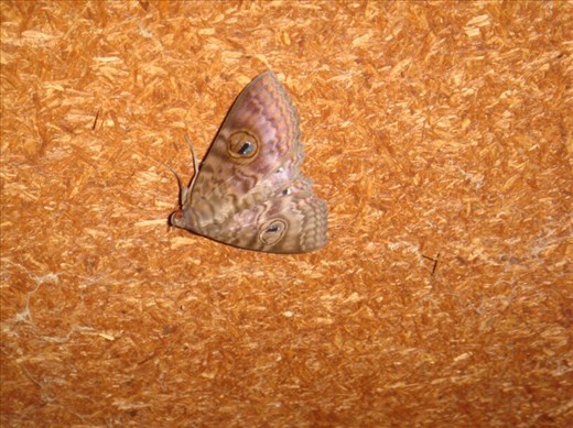 Hawk moth, Kimbriki, NSW.