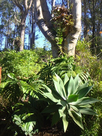 Plants in the backyard, Kimbriki, NSW.