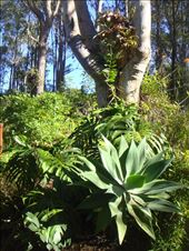 Plants in the backyard, Kimbriki, NSW.: by thomasz, Views[266]
