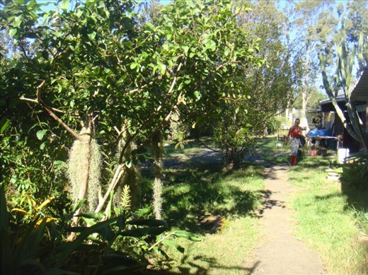 Grandfather's beard and little red hood, Kimbriki, NSW.