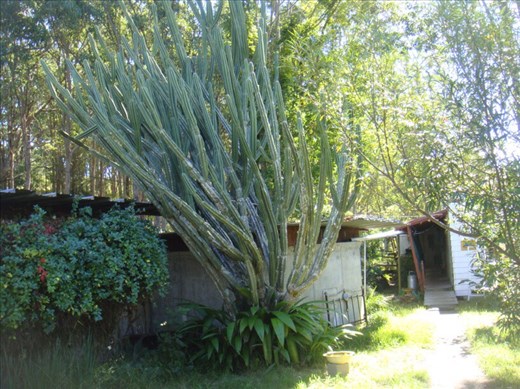Cactus, Kimbriki, NSW.