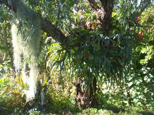 Grandfather's beard and staghorn, Kimbriki, NSW.