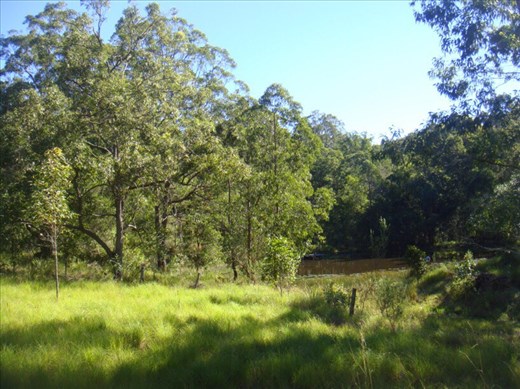 In the paddock, Kimbriki, NSW.