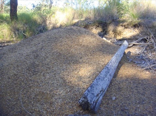 Ant hill, Kimbriki, NSW.