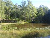 The top dam, Kimbriki, NSW.: by thomasz, Views[252]