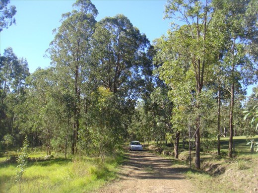 On the driveway, Kimbriki, NSW.