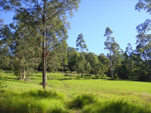Green pastures, Kimbriki, NSW.