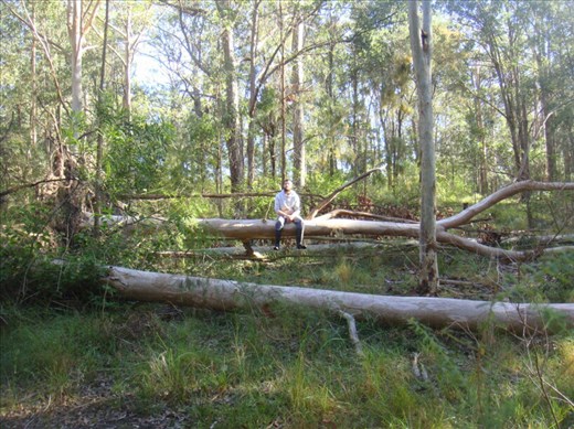 Victims of a storm, Kimbriki, NSW.