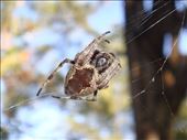 Garden orbweaver, Kimbriki, NSW.: by thomasz, Views[236]