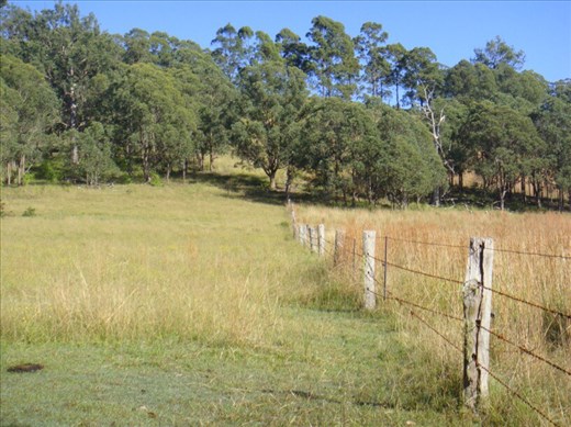 Along the fence, Kimbriki, NSW.