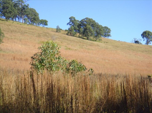 Red grass on the slopes, Kimbriki, NSW.