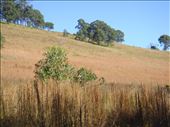Red grass on the slopes, Kimbriki, NSW.: by thomasz, Views[166]