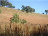 Red grass on the slopes, Kimbriki, NSW.: by thomasz, Views[126]