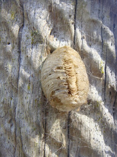 Mantis' cocoon, Kimbriki, NSW.
