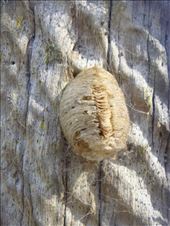 Mantis' cocoon, Kimbriki, NSW.: by thomasz, Views[240]