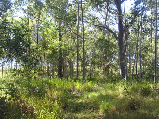 Path in the bush, Kimbriki, NSW.