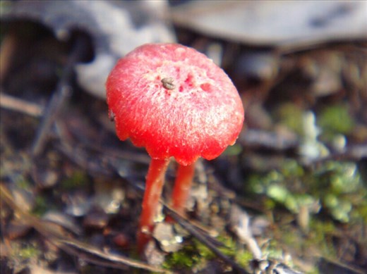 Tiny mushroom, Kimbriki, NSW.