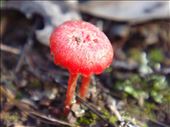 Tiny mushroom, Kimbriki, NSW.: by thomasz, Views[383]