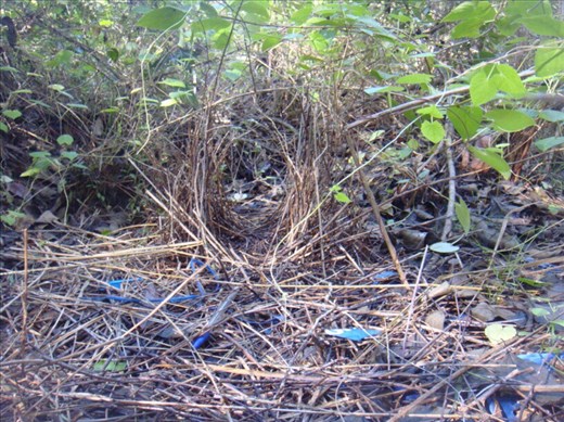 A bowerbird's bower, Kimbriki, NSW.