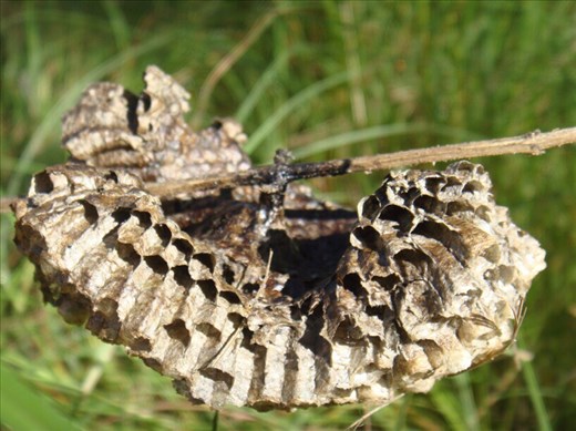 Paperwasp nest, Kimbriki, NSW.