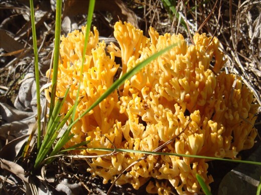 Coral fungus, Kimbriki, NSW.