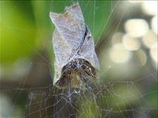Leaf curling spider, Sydney, NSW.: by thomasz, Views[216]