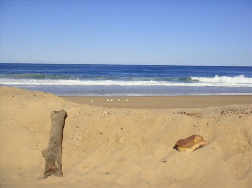 Driftwood and seagulls, Garie beach, Royal NP, NSW.