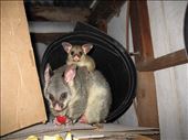 Mother and child possum enjoying some apple in the shed, Kimbriki, NSW.: by thomasz, Views[243]