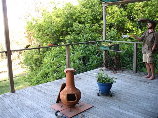 Chasing rainbow lorikeets (bullies of the sky) with a watergun, Kimbriki, NSW.
