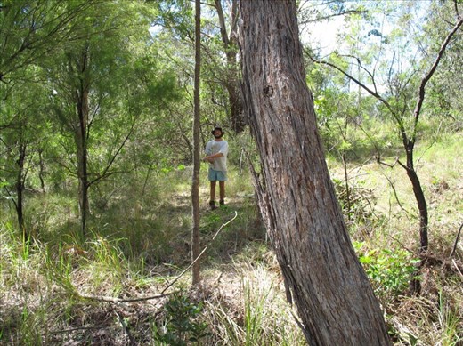 Pulling out lantana, Kimbriki, NSW.