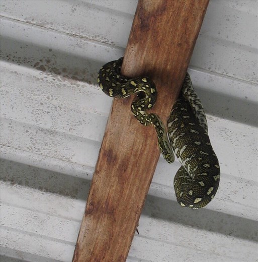 The carpet diamond python has its belly full, Kimbriki, NSW. 