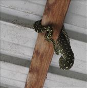 The carpet diamond python has its belly full, Kimbriki, NSW. : by thomasz, Views[391]