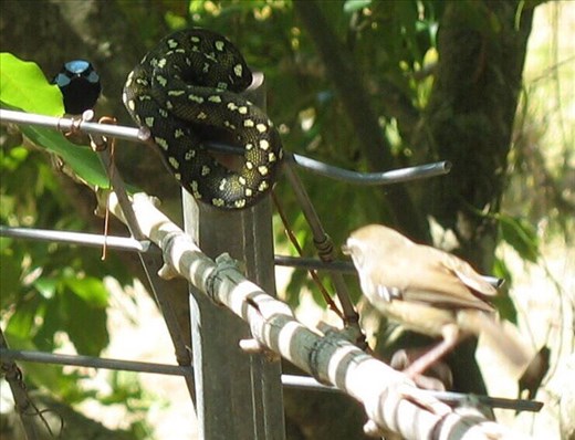 The wrens are on guard, Kimbriki, NSW.
