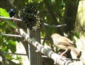 The wrens are on guard, Kimbriki, NSW.: by thomasz, Views[273]