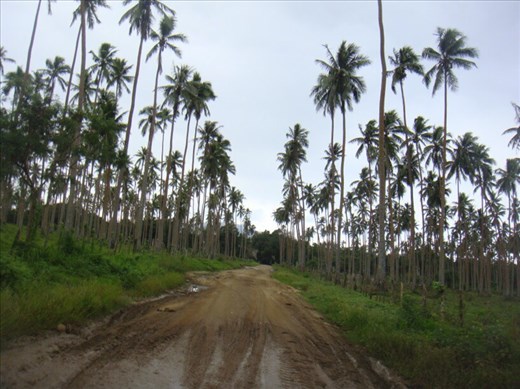 Driving through Vanuatu's largest coconut plantation, Malekula.