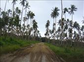 Driving through Vanuatu's largest coconut plantation, Malekula.: by thomasz, Views[267]