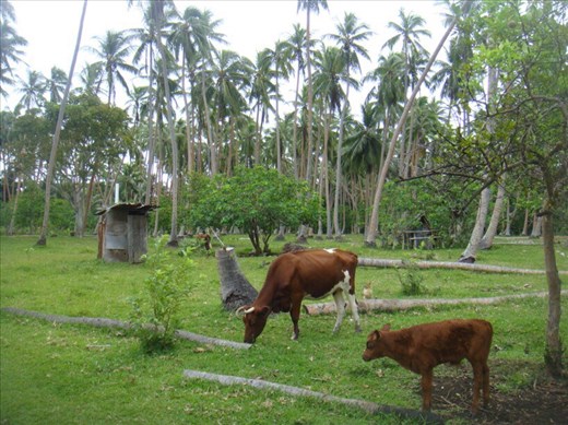 Pit toilet amongst cattle, Northeast Malekula.