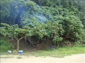 People cooking food in the bush, Lumbumbu Bay, Malekula.: by thomasz, Views[245]