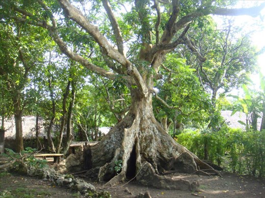 Nakatambol tree in Caroline Bay village, Malekula.