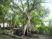 Nakatambol tree in Caroline Bay village, Malekula.: by thomasz, Views[253]