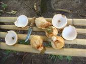 Coconut galore, Caroline Bay, Malekula.: by thomasz, Views[203]