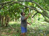 Chanel checking his cacao trees, Caroline Bay, Malekula.: by thomasz, Views[332]