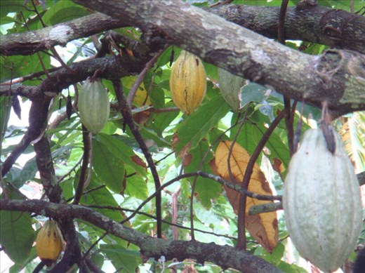 Cacao, Caroline Bay, Malekula.