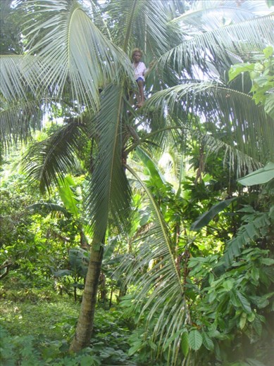 Angelina (my sister) got some coconuts for us, Caroline Bay, Malekula.