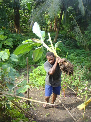 Chanel transplanting a banana tree, Caroline Bay, Malekula.