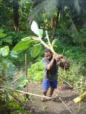 Chanel transplanting a banana tree, Caroline Bay, Malekula.: by thomasz, Views[659]