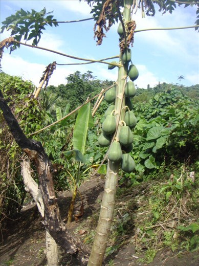 Young pawpaw tree, Caroline Bay, Malekula.