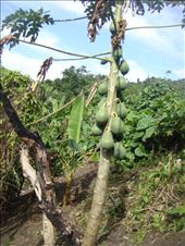 Young pawpaw tree, Caroline Bay, Malekula.: by thomasz, Views[271]