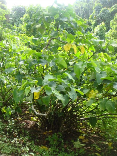 Kava plant, Caroline Bay, Malekula. 